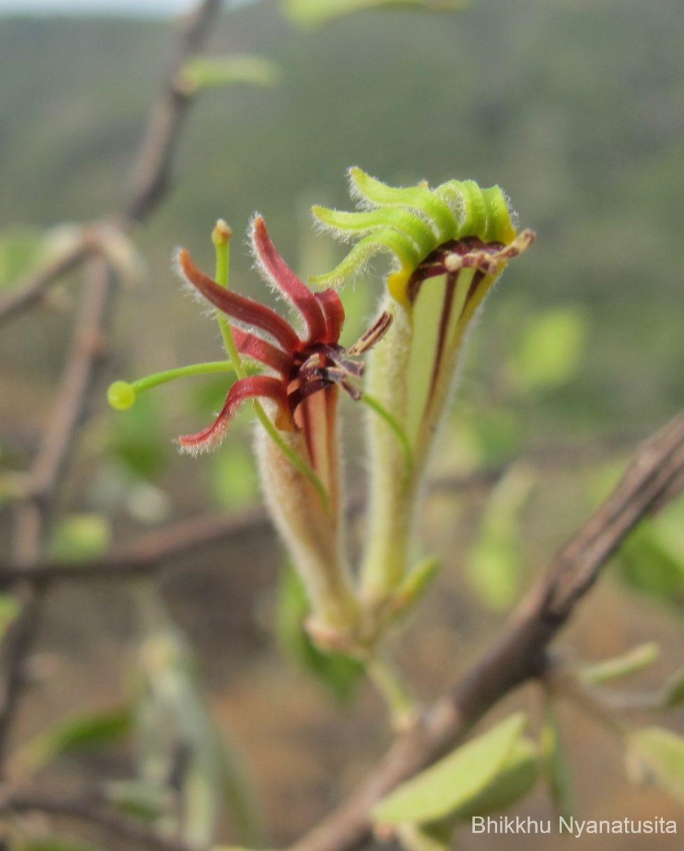 Taxillus courtallensis (Gamble) Danser